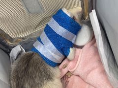 -博特宠物医院24h犬猫全科.骨科·异宠