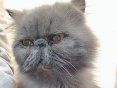 -猫房·猫吧·猫咖(龙湖时代汇店)