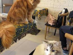-平行世界·猫咖(首经贸店)