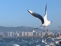 -海埂大坝