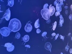 -大连圣亚海洋世界