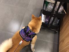 -宠小格时尚宠物生活馆(唐镇店)