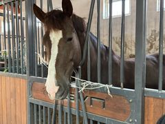 -北京群众马术培训基地