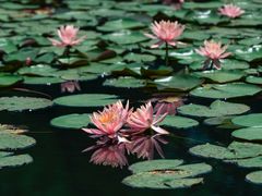 -白鹭湾湿地公园