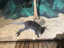 -未来动物城动物主题公园(大悦城店)