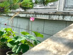 -皇罗禅寺