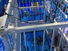 -迪拜水族馆及水下动物园