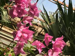 -呀路古热带植物园