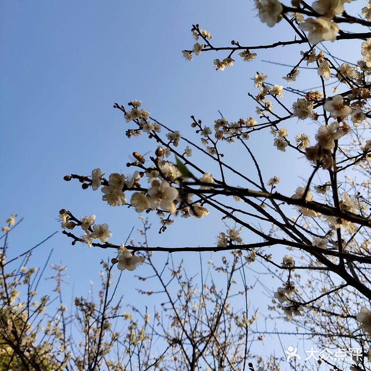 梅花和红杉，二者可得兼也！逛一个地方，赏两种风光