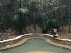 -洪湖悦兮半岛国际温泉度假村