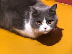 -猫色咖啡·猫咖
