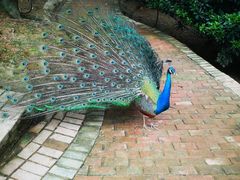 -泉州海丝野生动物世界