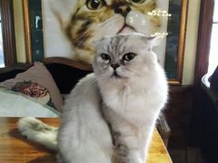 -more than meow吴止猫主题餐厅(承德 中船汇店)