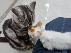 -安安宠医宠物医院·异宠·犬猫内科(岳阳分院)