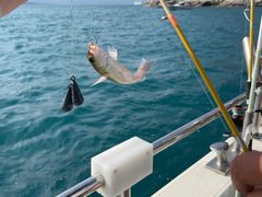 -小猫钓鱼海钓俱乐部(椰梦长廊店)