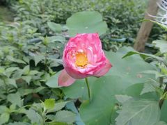 android_upload_pic-广西壮族自治区药用植物园