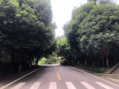 -铁山坪森林公园