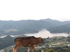 -大姆山草场