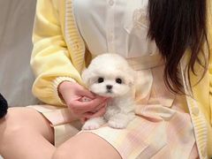 -萌宠之家·腊肠犬·马尔泰·小体犬舍