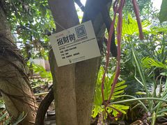 -呀路古热带植物园