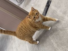 -派特宠物医院(圆融广场店)