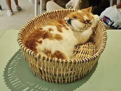 -怪兽屋·羊驼·猫咖·狗咖(俊华广场店)