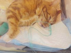 -芭比堂动物医院·犬猫全科·异宠专科(雁塔分院)
