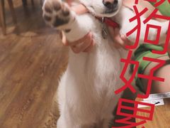 -柴务处·柴犬主题狗咖