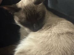 -瑞鹏宠物医院·骨科·猫科·内科(第一中心)