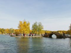 -金塔沙漠胡杨林景区