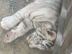 -秦皇岛野生动物园