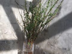 -VOYAGE COFFEE(北锣鼓巷店)