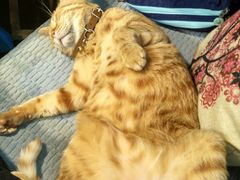 -李小姐の猫咖啡馆(五角场店)
