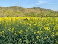 -八卦田遗址公园