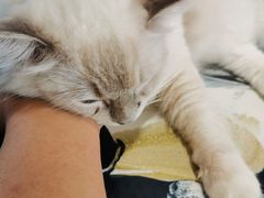 -瞄一喵猫咖(格力海岸店)