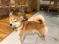 -柴务处·柴犬主题狗咖