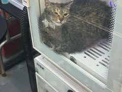 -PETKIT 小佩宠物·低压洗护·美容·寄养(安远店)