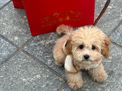 -帕帕拉兹宠物(亚洲旗舰店)