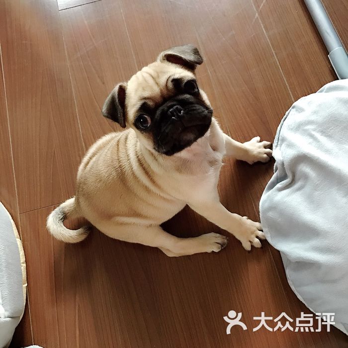 jojos宠物生活图片-北京宠物店-大众点评网