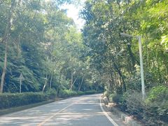 -东莞市大岭山森林公园