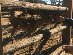 -静之湖湖畔餐厅