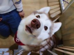 -Husky Go! 哈士奇体验馆·宠物咖啡厅狗咖