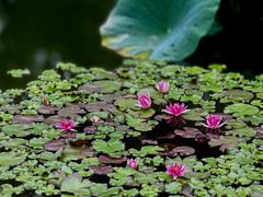 -国家植物园南园