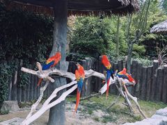 -上海野生动物园