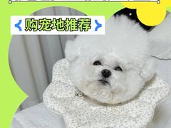 -萌宠之家·腊肠犬·马尔泰·小体犬舍