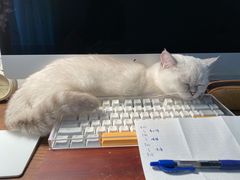 -猫大福·Fortune Cat猫舍(百子湾店)