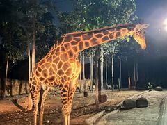 -清迈夜间动物园