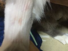 -瑞鹏宠物医院·爱宠堂·骨外专科(西荷分院)