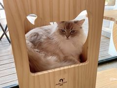 -瞄一喵猫咖(格力海岸店)