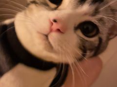 -lincat·猫舍(广州店)